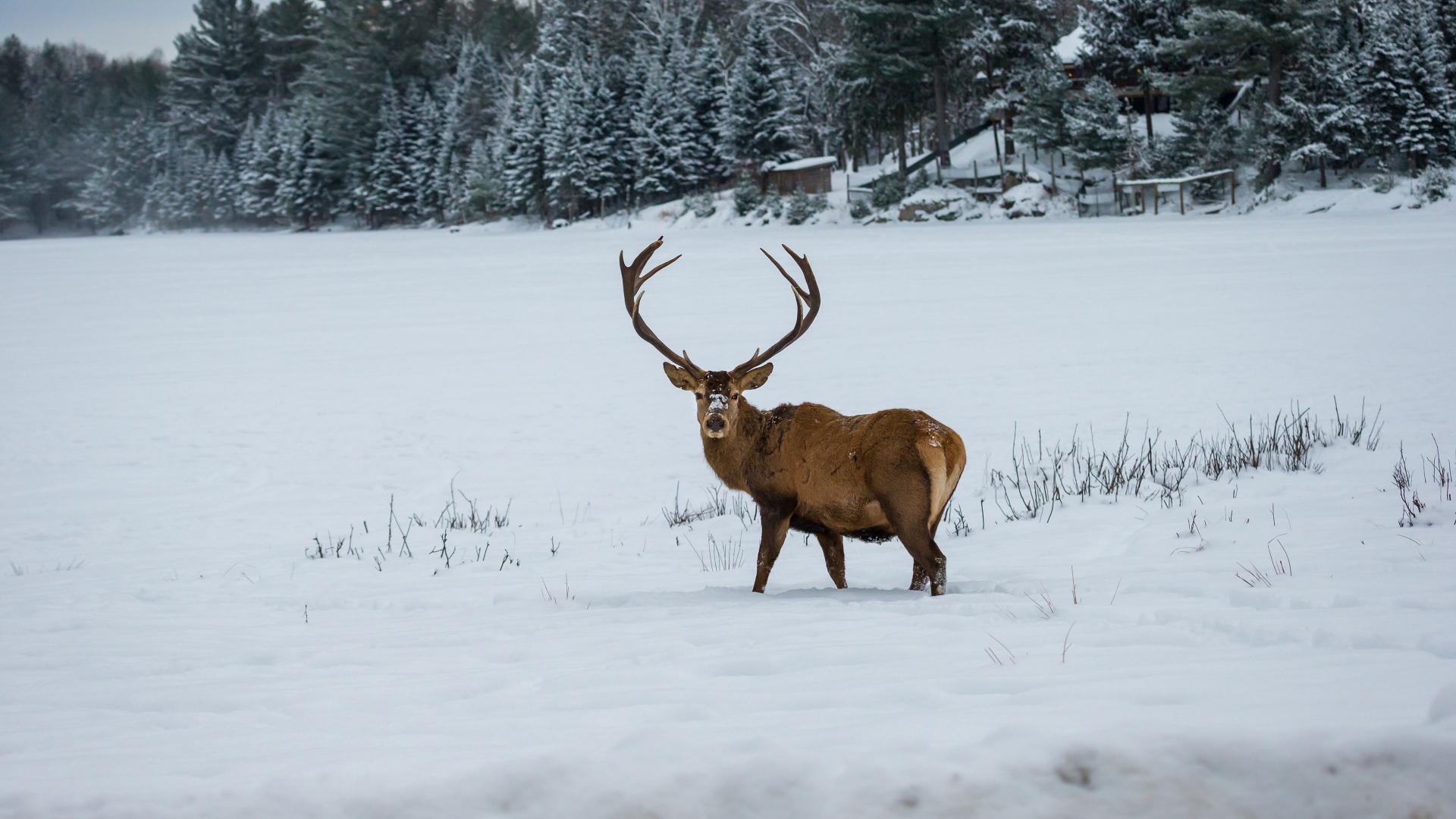 A stag standing in a snowy landscape, symbolizing the ZEISS riflescope’s 4x zoom range for detailed recognition and a wide field of view.