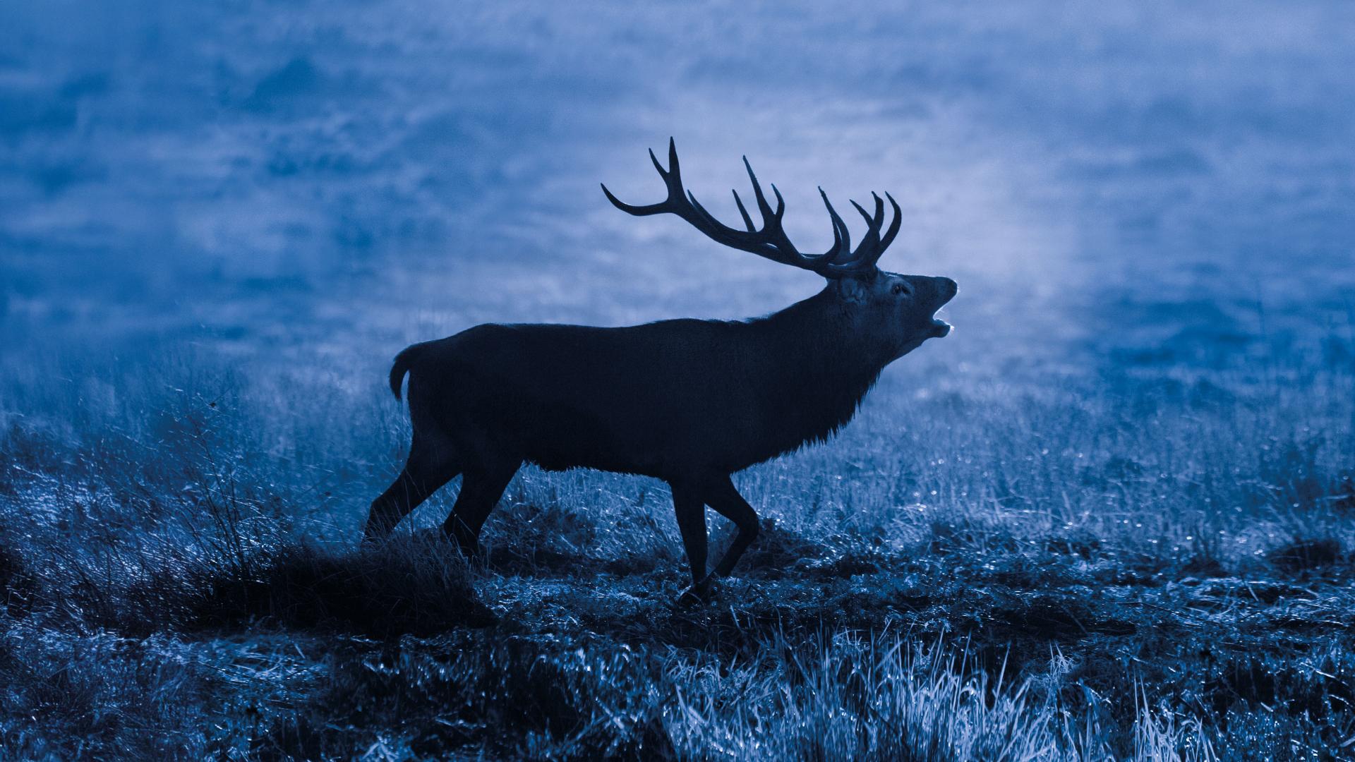 tag in blue twilight – representing the ZEISS Victory NV 5.6x62 night vision device for precise observation in darkness