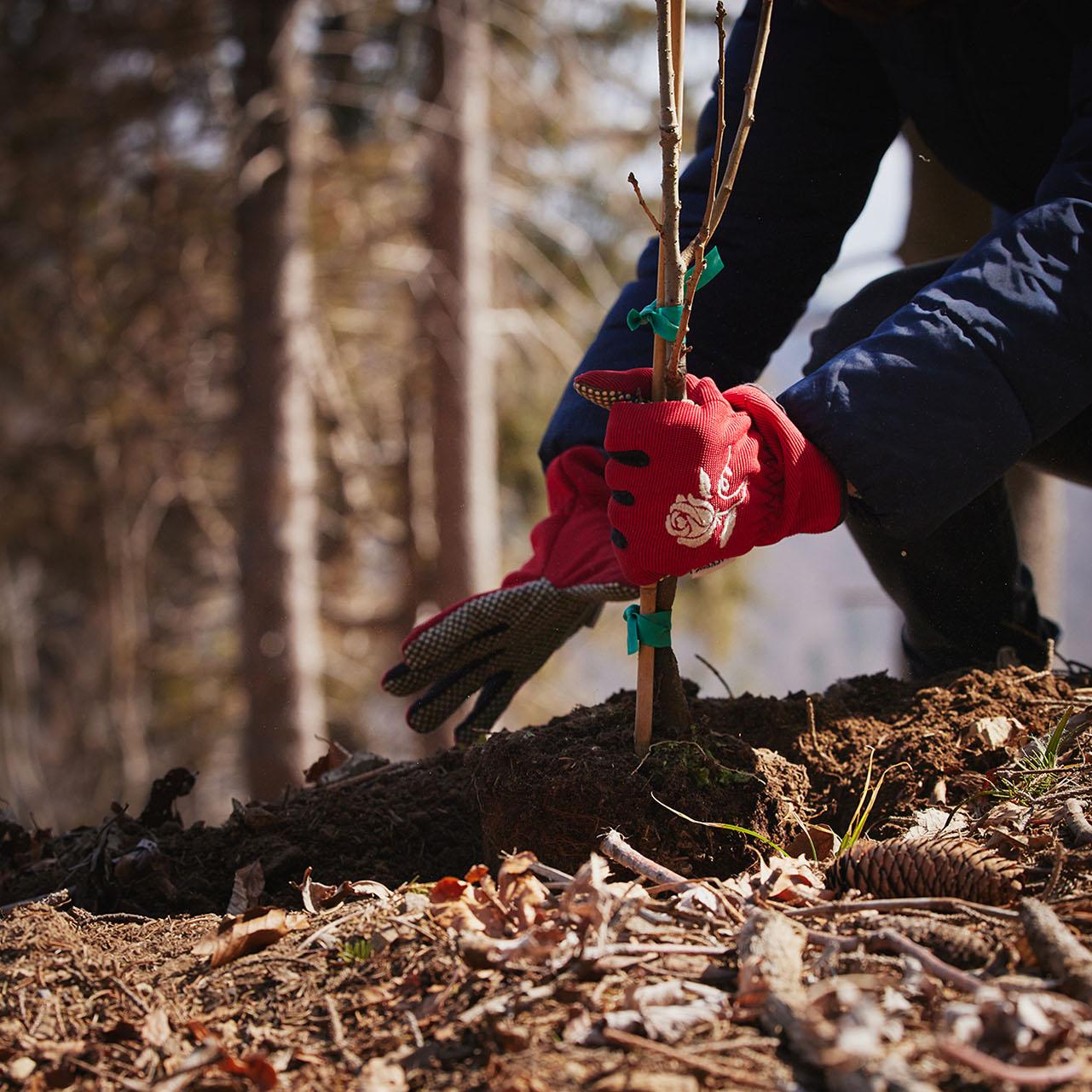 Mana che pianta un albero nuovo