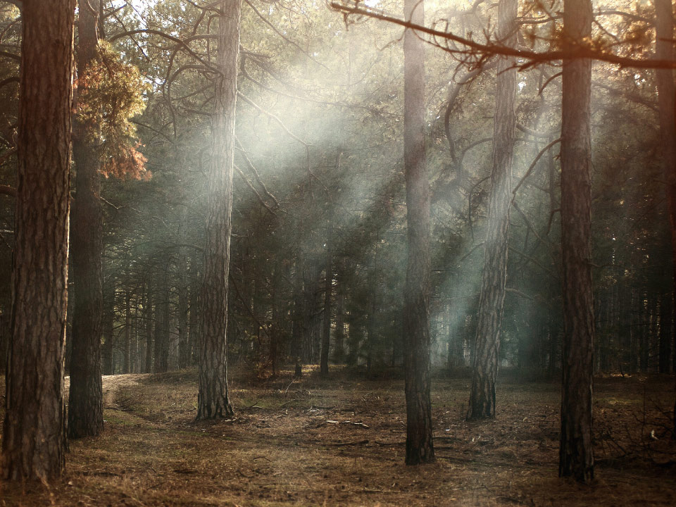 Immagine di una foresta con raggi del sole che penetrano fra gli alberi. 