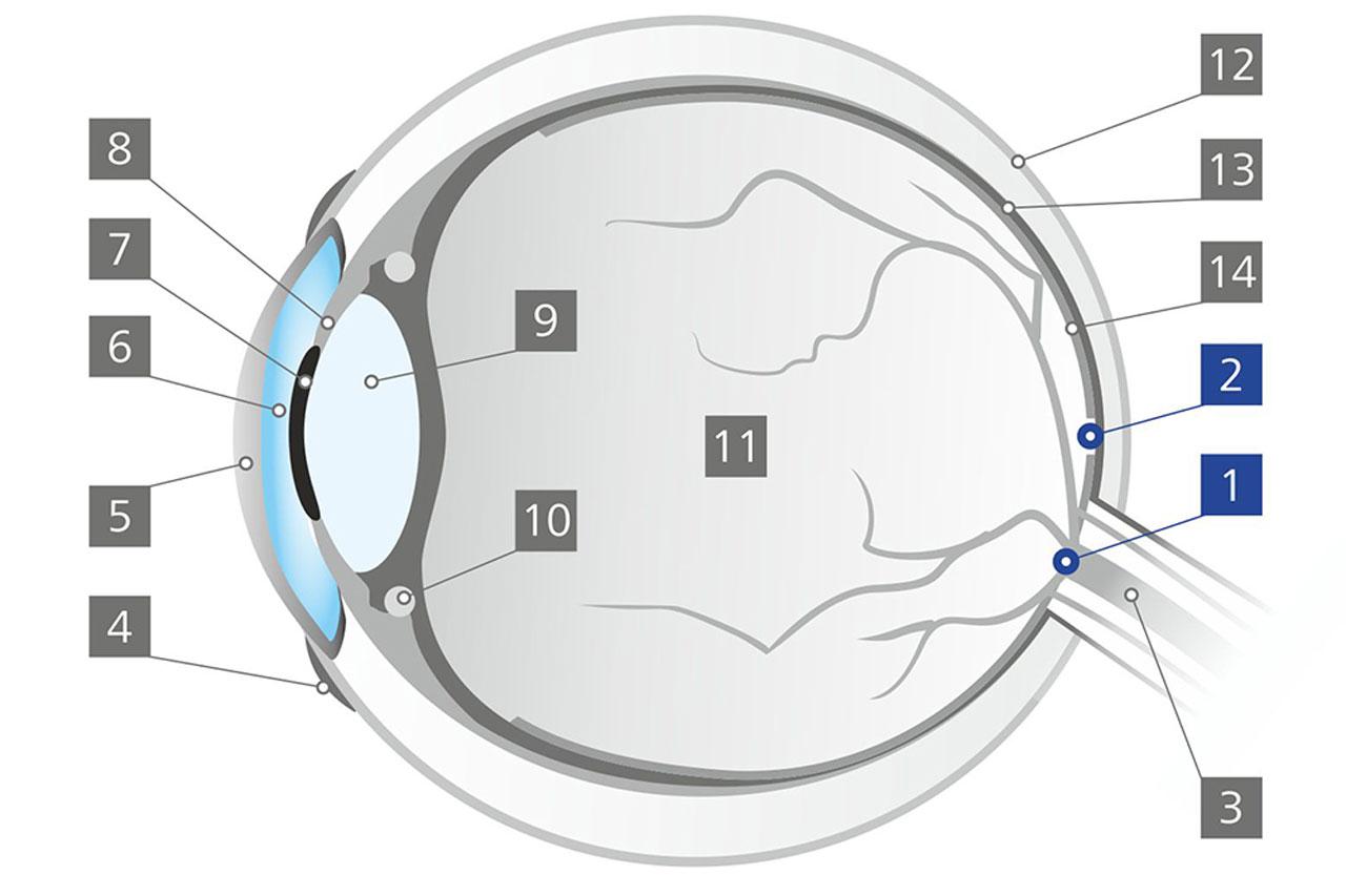 Il punto cieco (Fovea centralis)
