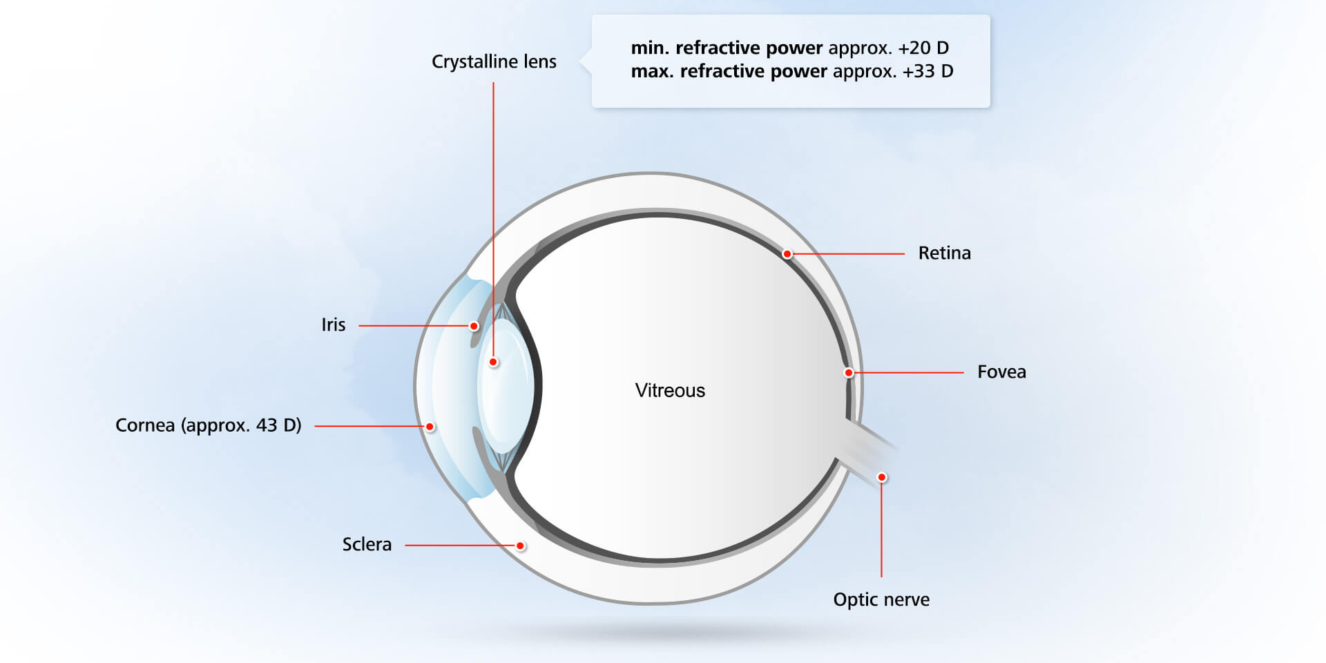 Anatomia: la struttura dell’occhio umano