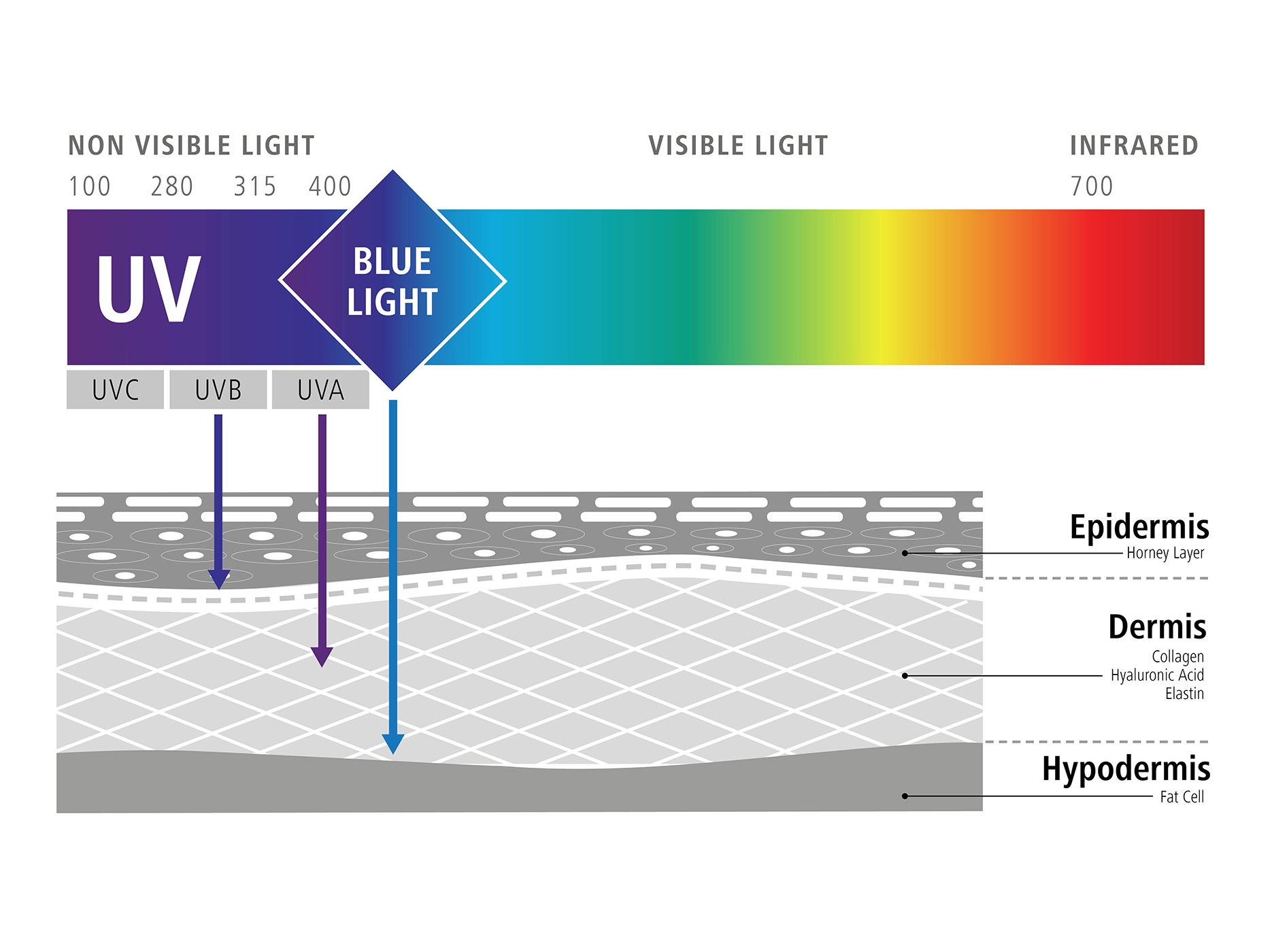 Grafico che illustra l'influenza della luce blu sulle nostre cellule (effetti negativi della luce blu) 
